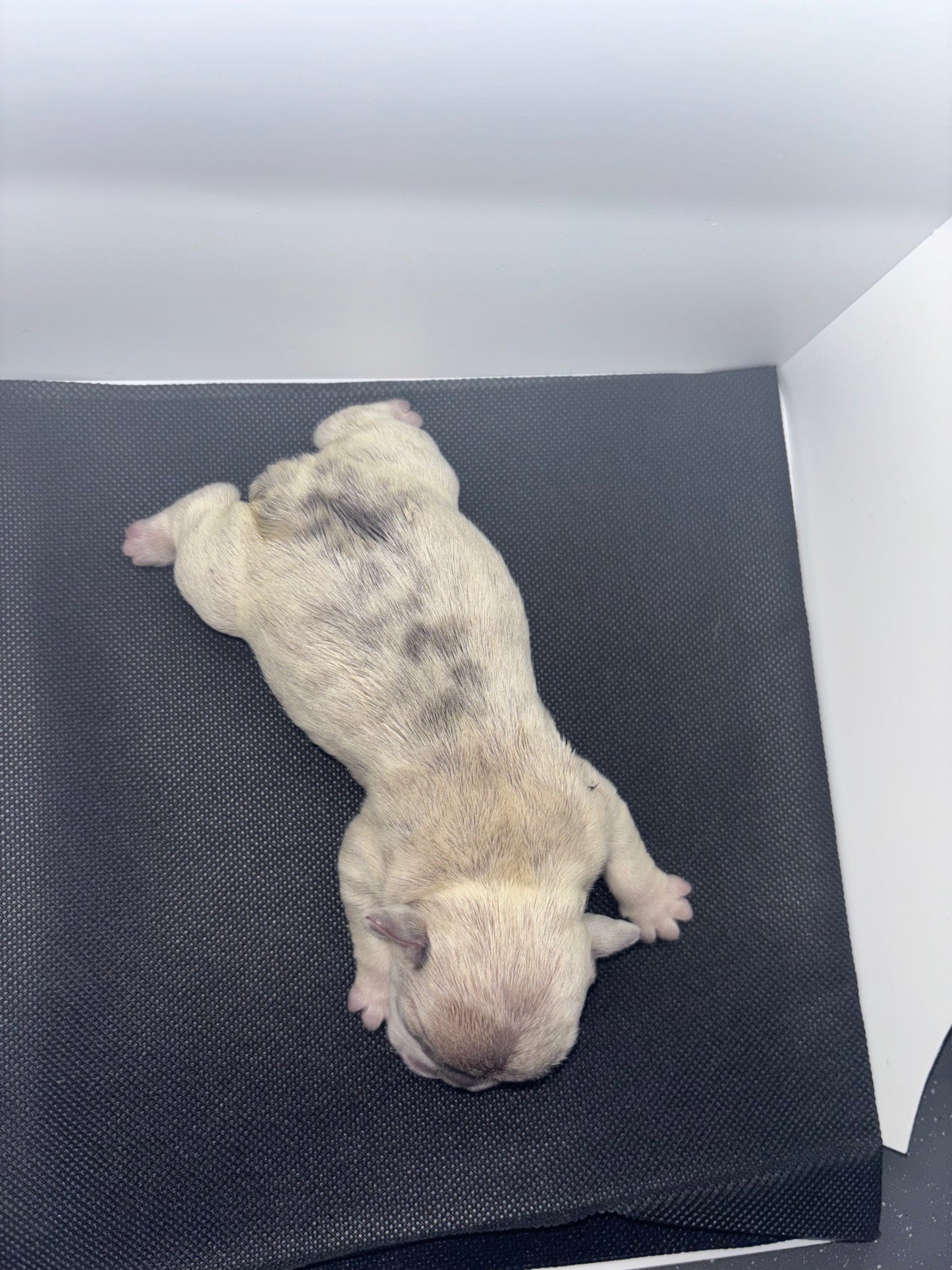 Male French bulldog