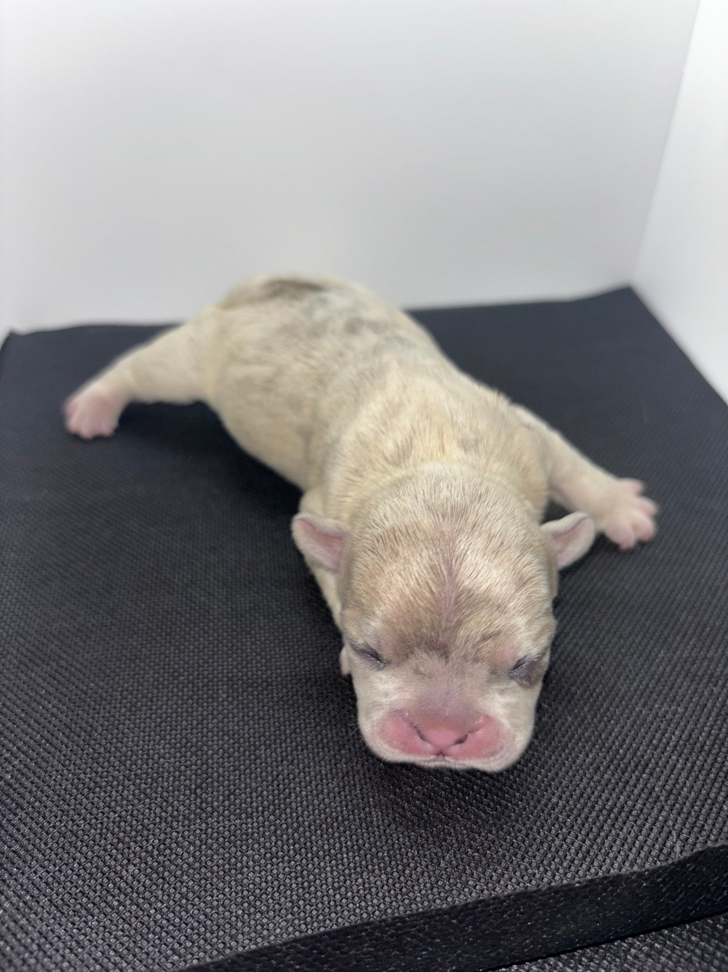 Male French bulldog