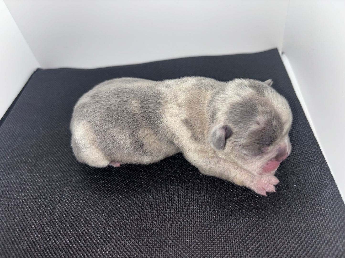 Female French Bulldog