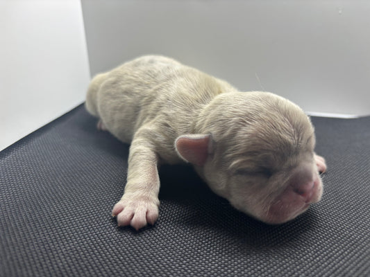 Male French bulldog